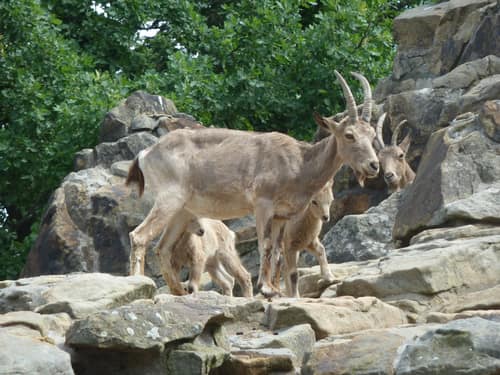 Alpine Ibex reference