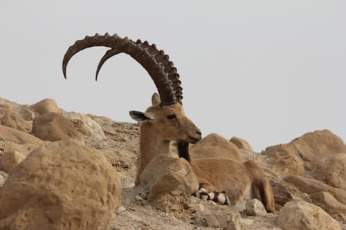 Nubian Ibex reference