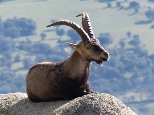 Iberian Ibex reference