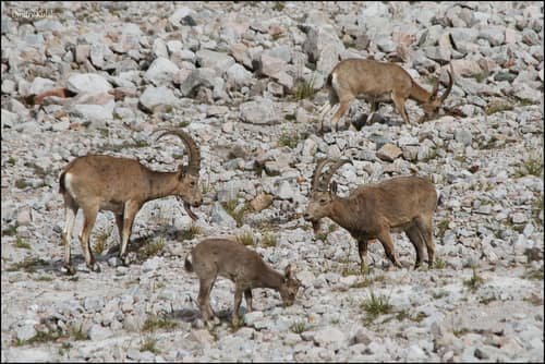 Siberian Ibex reference