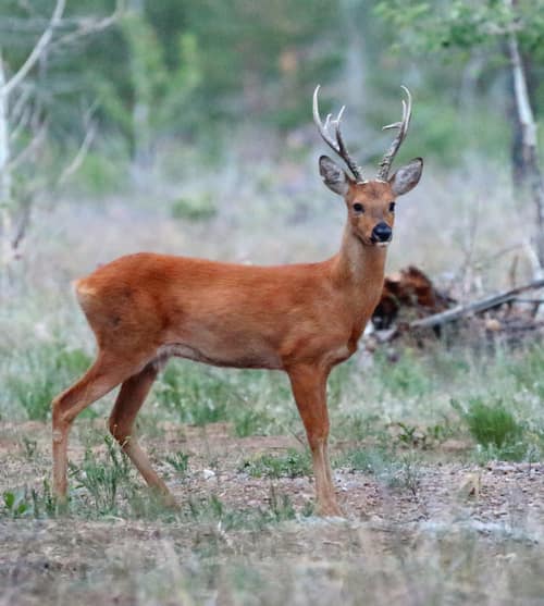 Siberian Roe Deer reference