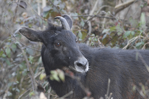 Himalayan Serow reference