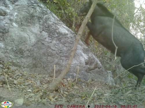 Mainland Serow reference