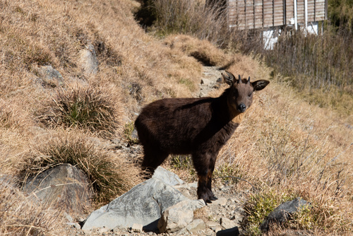 Taiwan Serow reference