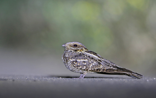 Red-necked Nightjar reference