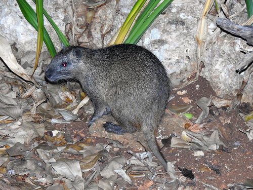 Desmarest's Hutia reference