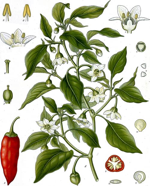 Jalapeño Pepper reference