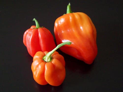 Habanero Pepper reference