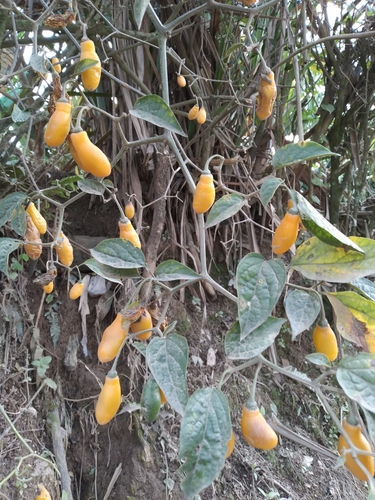 Rocoto Pepper reference