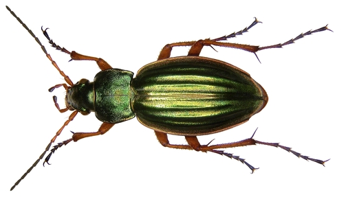 Golden Ground Beetle reference