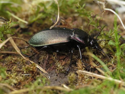 European Ground Beetle reference
