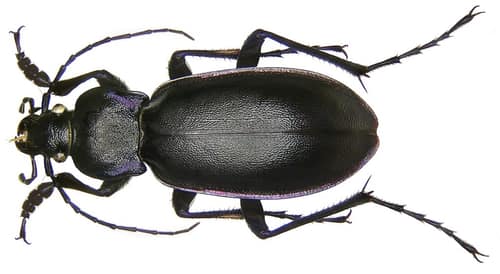Violet Ground Beetle reference