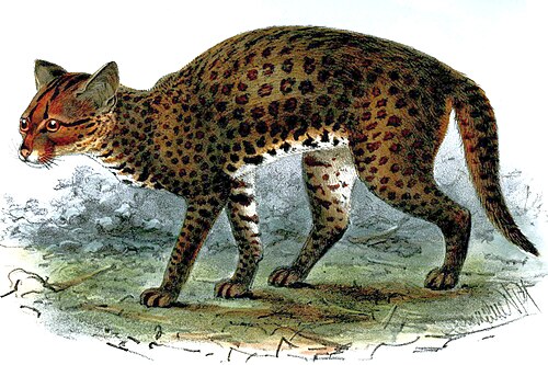 African Golden Cat reference