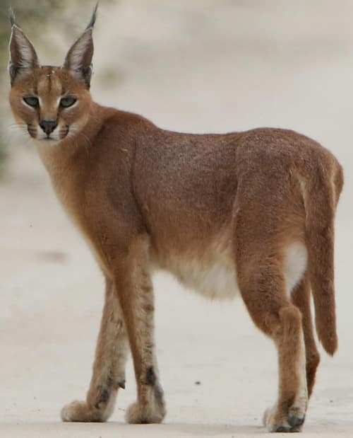 Caracal reference