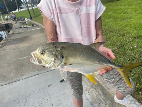 Crevalle Jack reference