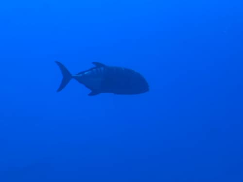 Giant Trevally reference