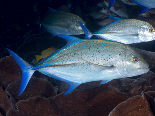 Bluefin Trevally reference