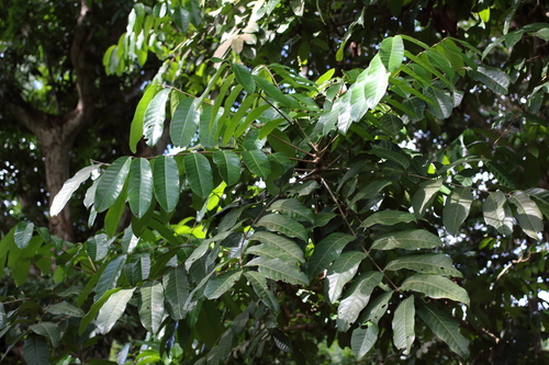 Crabwood reference
