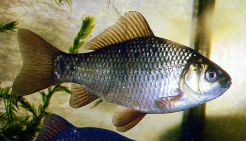 Crucian Carp reference