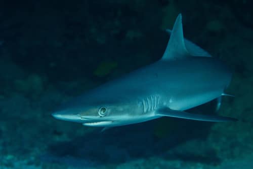 Grey Reef Shark reference