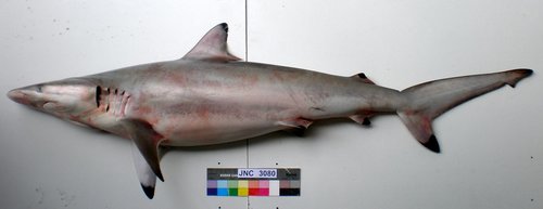 Spinner Shark reference
