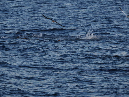 Silky Shark reference