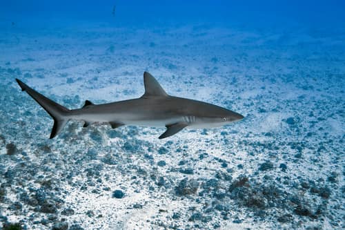 Galapagos Shark reference