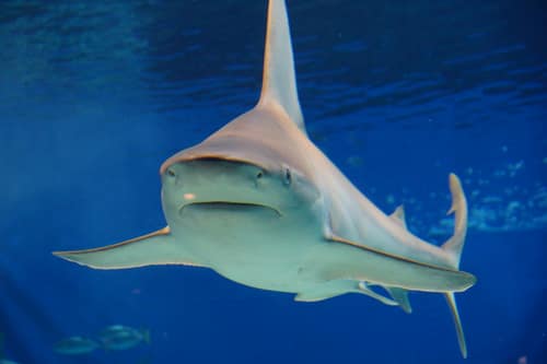 Bull Shark reference