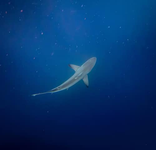 Blacktip Shark reference