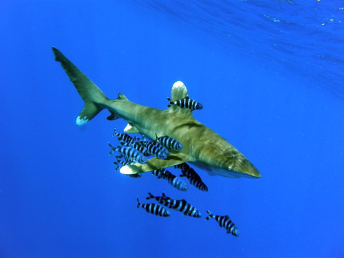 Oceanic Whitetip Shark reference