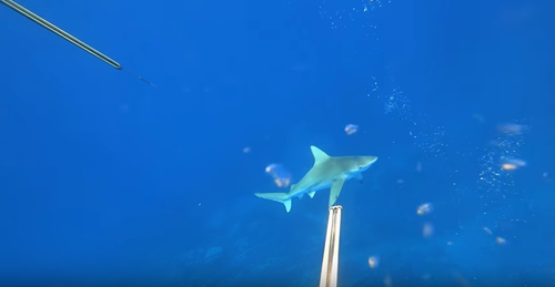 Sandbar Shark reference