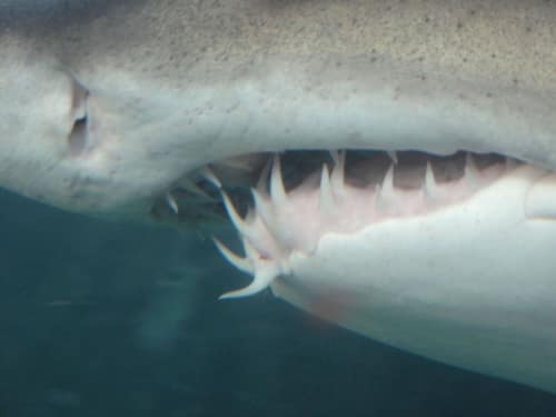 Sand Tiger Shark reference