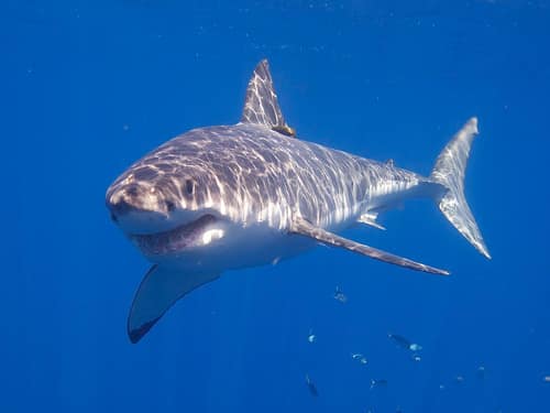 Great White Shark reference