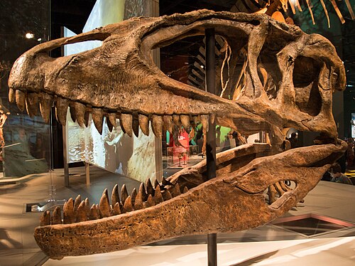 Saharan Shark-toothed Lizard reference