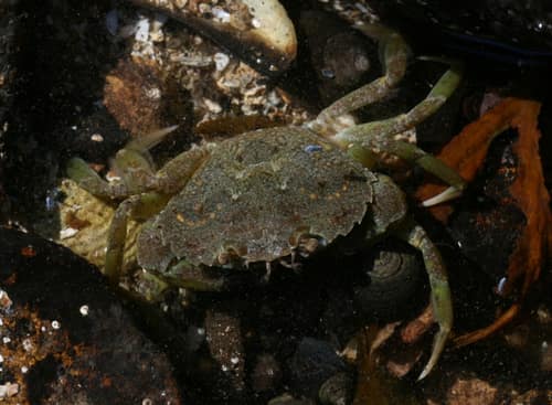 European Green Crab reference