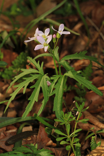 Cutleaf Toothwort reference