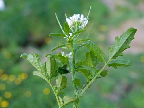Wavy Bittercress reference