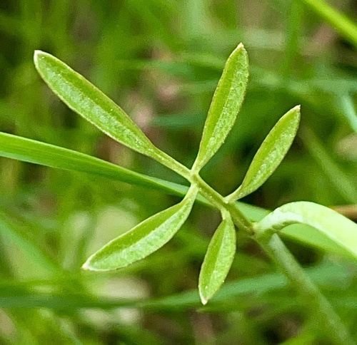 Cuckooflower reference