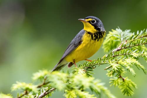 Canada Warbler reference