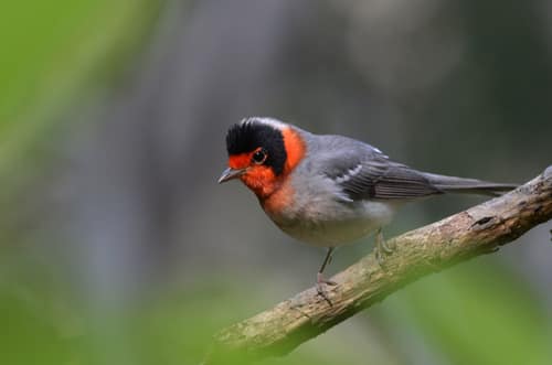Red-faced Warbler reference