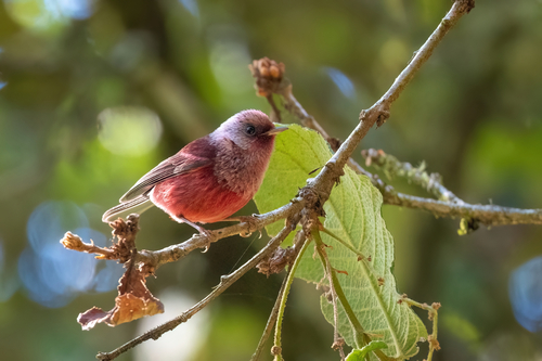 Pink-headed Warbler reference