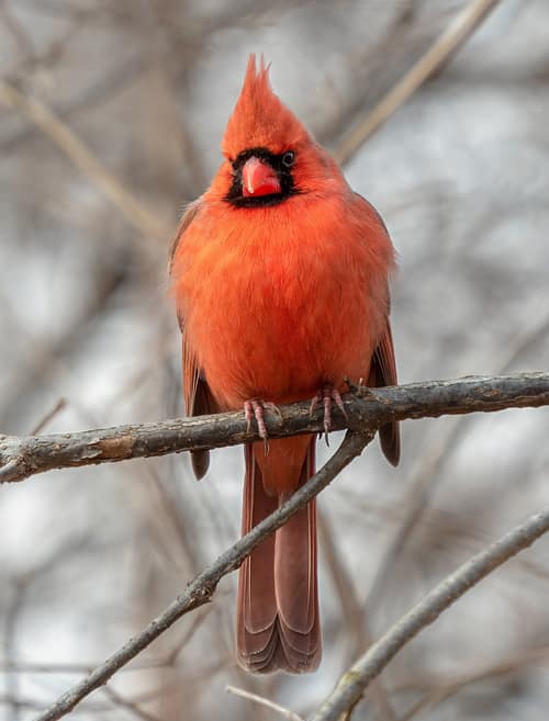 Northern Cardinal reference