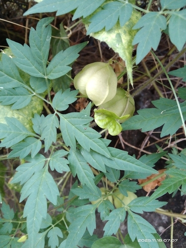 Balloon Vine reference