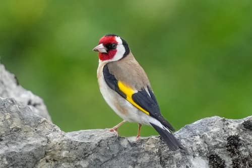 European Goldfinch reference