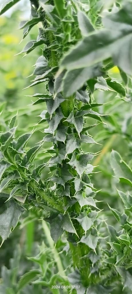 Plumeless Thistle reference