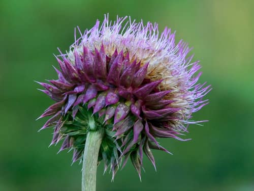 Musk Thistle reference