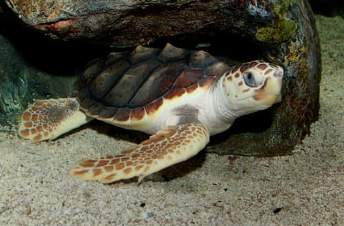 Loggerhead Sea Turtle reference