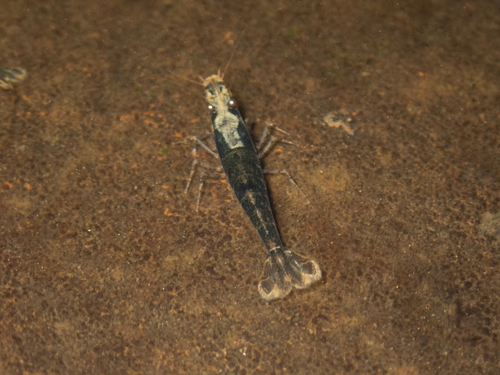Bee Shrimp reference