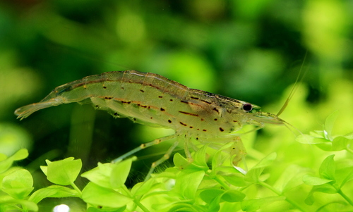 Amano Shrimp reference