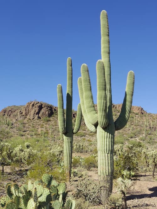 Saguaro Cactus reference